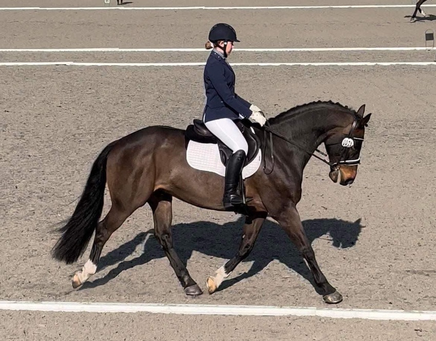 AREA 5 NAF INTRODUCTORY DRESSAGE & PAIRS QUALIFIER